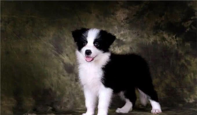 牧羊犬怎么训练睡觉?为什么要让其有足够的睡眠?
