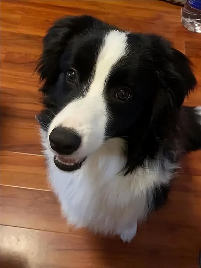 牧羊犬怎么训练睡觉?为什么要让其有足够的睡眠?