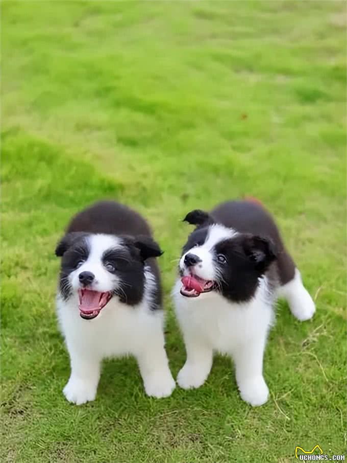 牧羊犬怎么训练睡觉?为什么要让其有足够的睡眠?