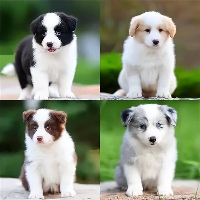 牧羊犬怎么训练睡觉?为什么要让其有足够的睡眠?