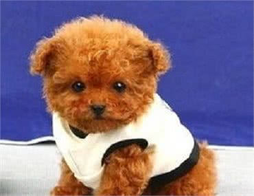 教你几招轻松解决室内犬的如厕问题