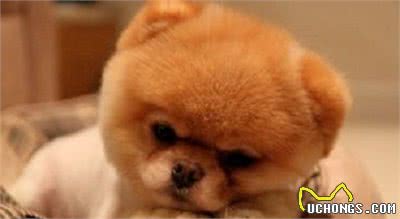 教你几招轻松解决室内犬的如厕问题
