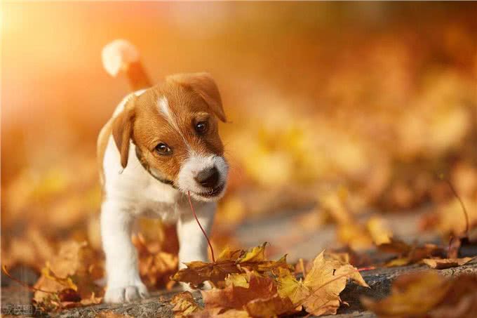 狗狗狗:9月1号要大哭了，你知道9月1号是什么日子吗?