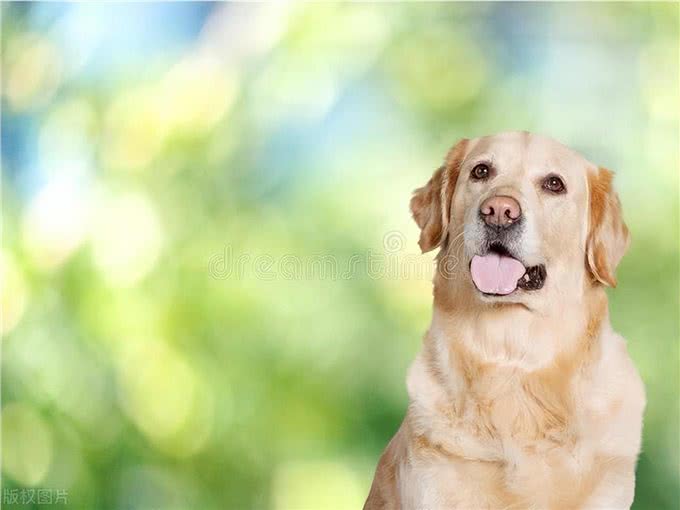 狗狗狗:9月1号要大哭了，你知道9月1号是什么日子吗?