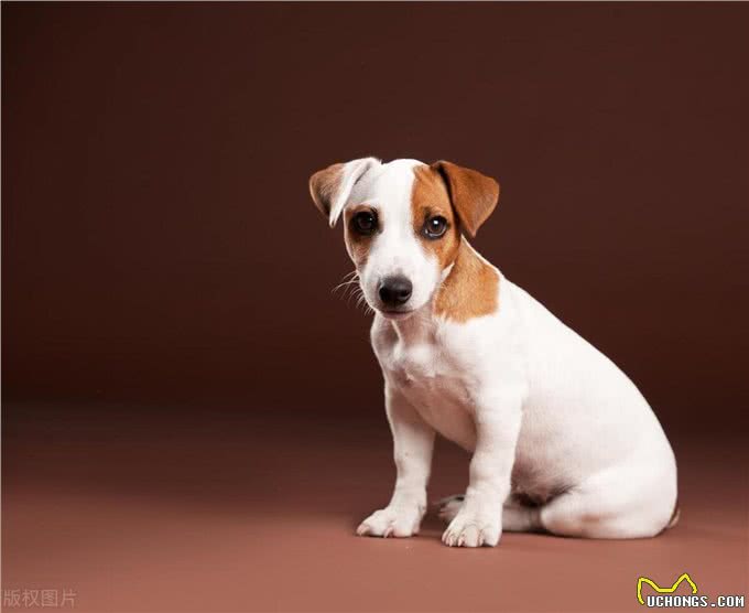 春天到了，狗狗闷闷不乐怎么办?