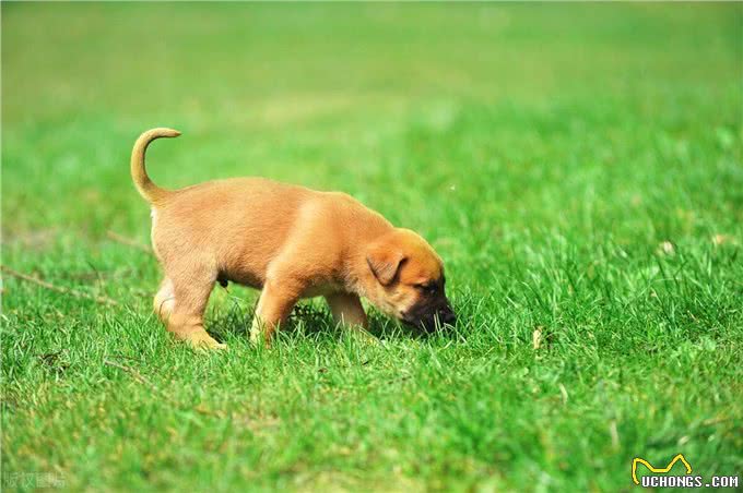 春天到了，狗狗闷闷不乐怎么办?