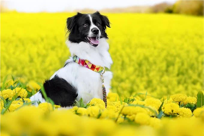 春天到了，狗狗闷闷不乐怎么办?