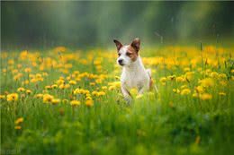 春天到了，狗狗闷闷不乐怎么办?