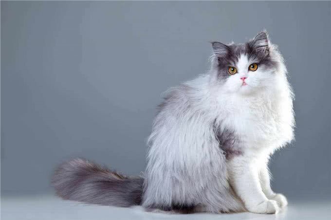 波斯猫呕吐是怎么回事?