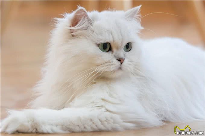 波斯猫呕吐是怎么回事?