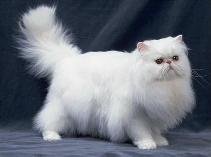 波斯猫呕吐是怎么回事?