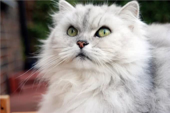 波斯猫呕吐是怎么回事?