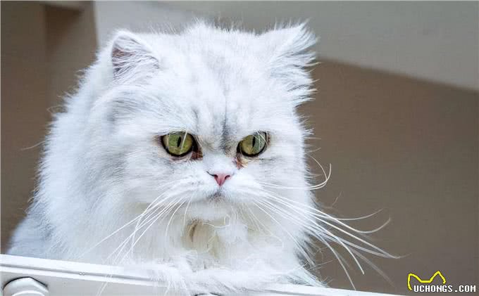 波斯猫呕吐是怎么回事?