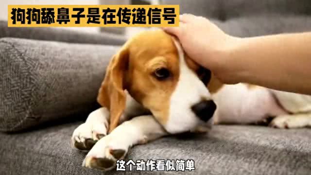 狗狗舔鼻子背后的秘密：是紧张还是不适