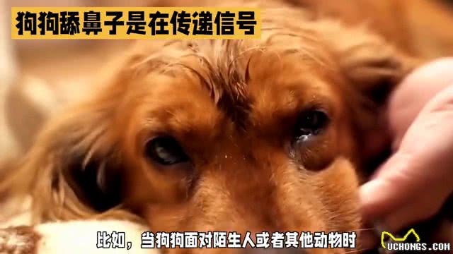 狗狗舔鼻子背后的秘密：是紧张还是不适