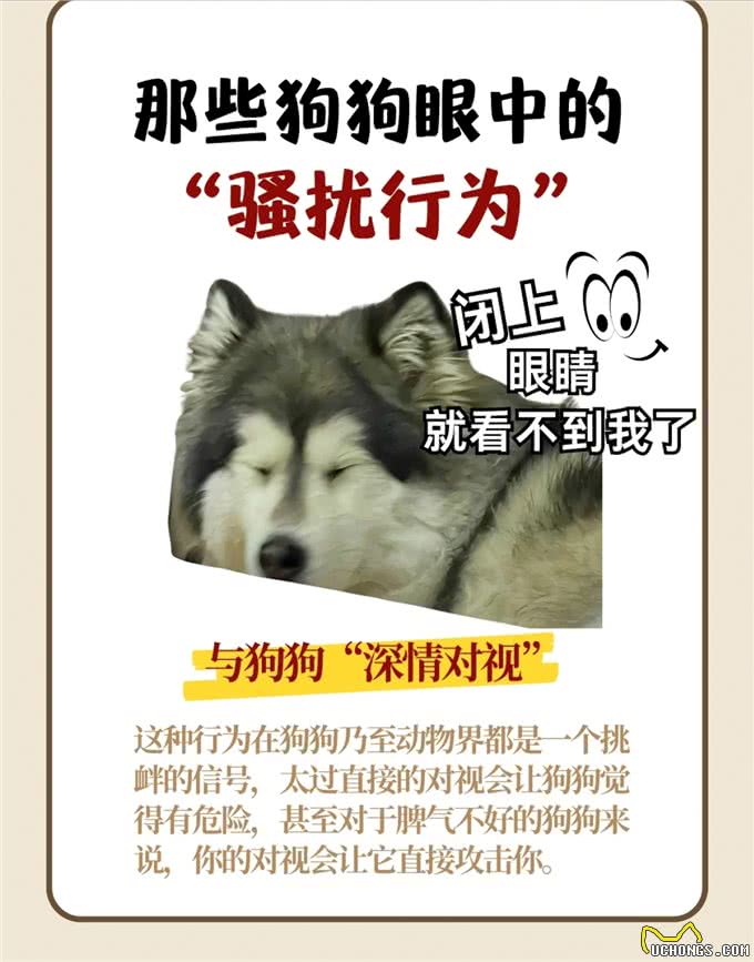 那些狗狗眼中的骚扰行为，你不会还不知道吧?