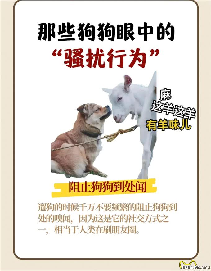 那些狗狗眼中的骚扰行为，你不会还不知道吧?