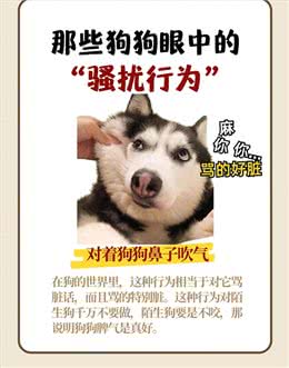 那些狗狗眼中的骚扰行为，你不会还不知道吧?