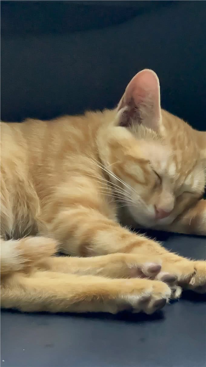 猫咪为什么有那么大的魔力?据小编了解
