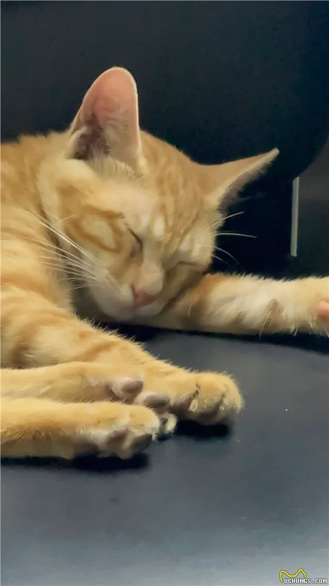 猫咪为什么有那么大的魔力?据小编了解