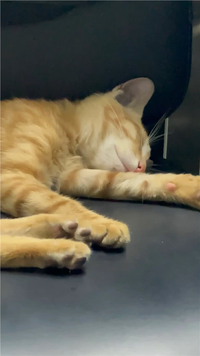 猫咪为什么有那么大的魔力?据小编了解