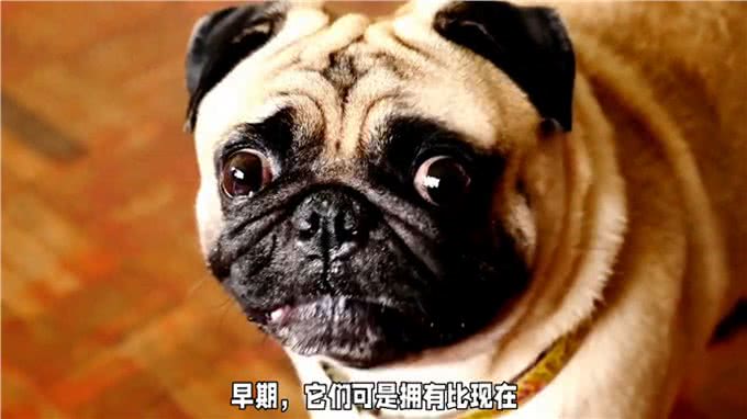狗狗品种知识科普，你知道巴哥犬来自哪里吗?今天来讲解