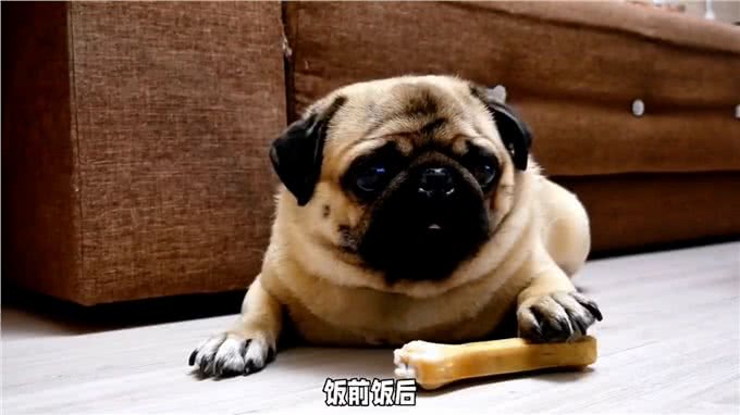 狗狗品种知识科普，你知道巴哥犬来自哪里吗?今天来讲解