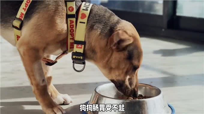 狗狗品种知识科普，你知道巴哥犬来自哪里吗?今天来讲解