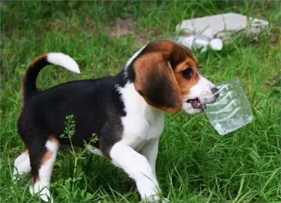 犬种介绍比格犬