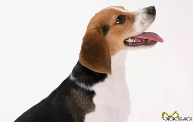 犬种介绍比格犬