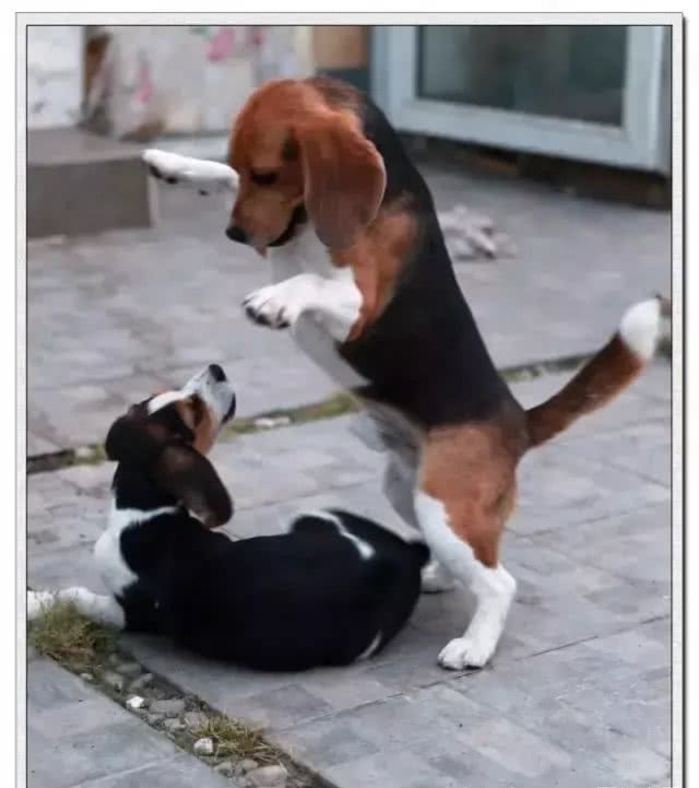 犬种介绍比格犬