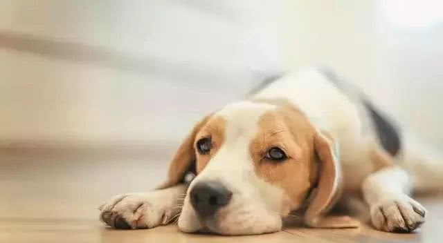 犬种介绍比格犬