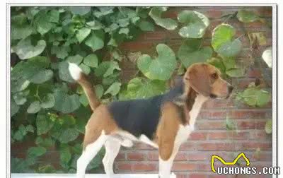 犬种介绍比格犬