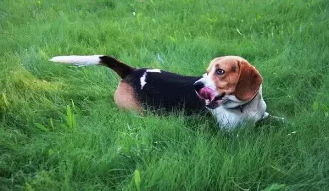 犬种介绍比格犬