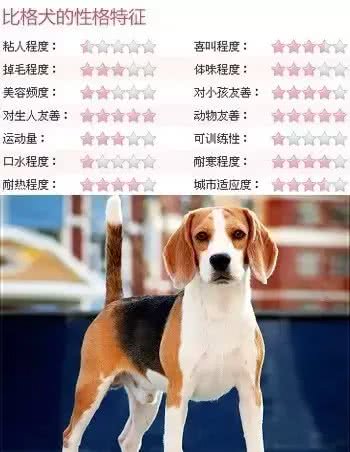 犬种介绍比格犬