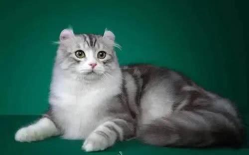 各种猫咪的祖先，你都知道是谁吗?