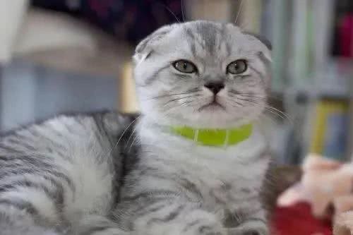 各种猫咪的祖先，你都知道是谁吗?