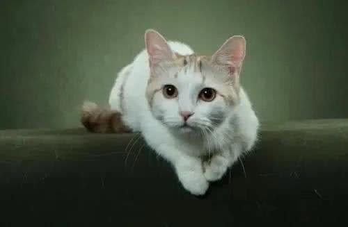各种猫咪的祖先，你都知道是谁吗?