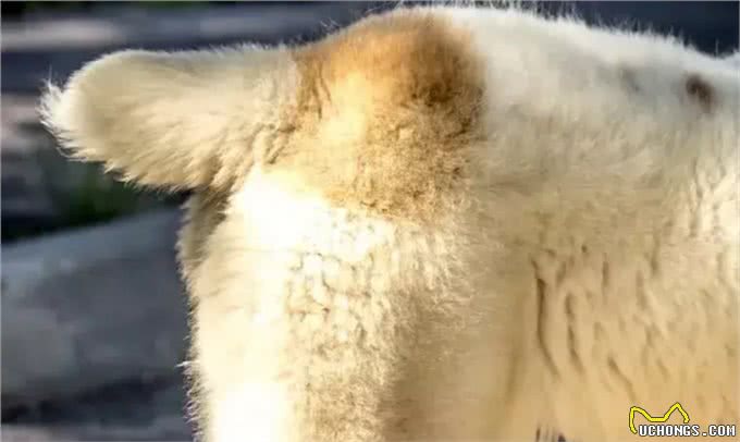 狗尾巴里隐藏的10个秘密，你可能只知道一个