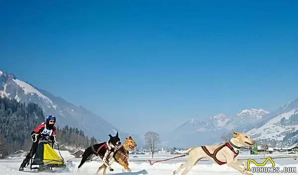 狗拉雪橇的狗到底是什么狗?