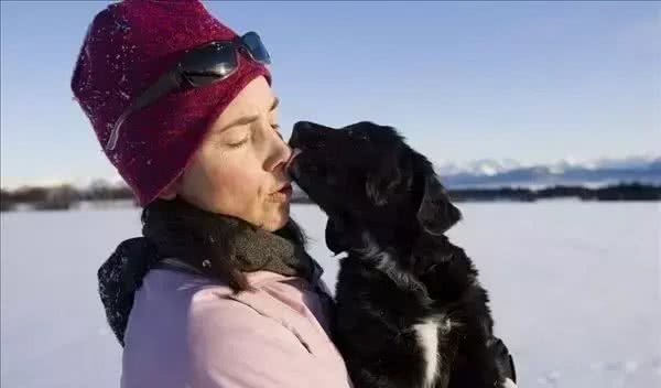 狗拉雪橇的狗到底是什么狗?