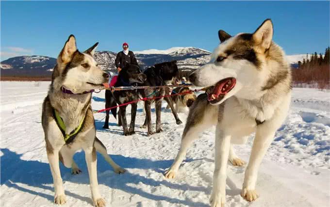 狗拉雪橇的狗到底是什么狗?