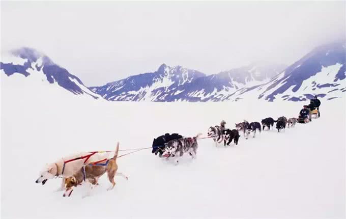 狗拉雪橇的狗到底是什么狗?