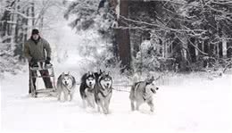 狗拉雪橇的狗到底是什么狗?