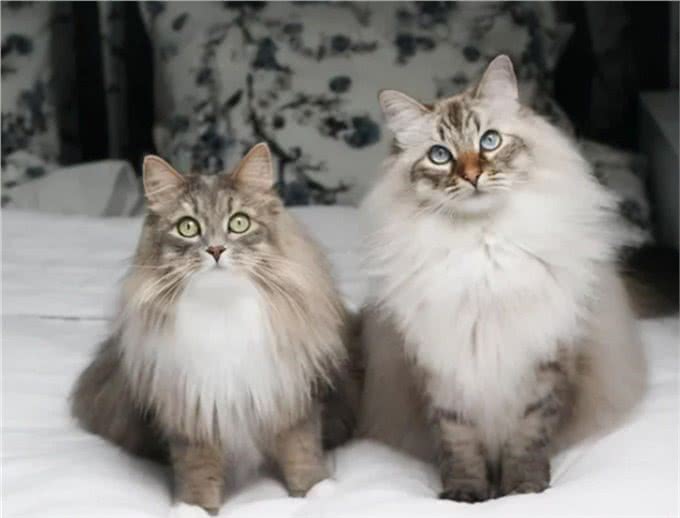 涨知识，猫中情种西伯利亚森林猫