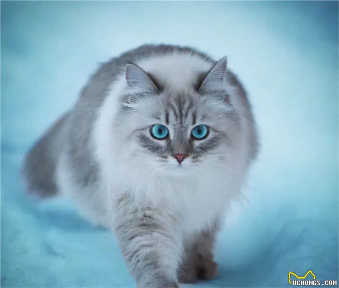 涨知识，猫中情种西伯利亚森林猫