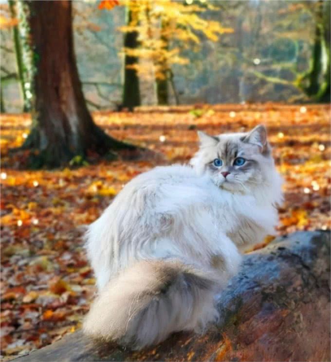 涨知识，猫中情种西伯利亚森林猫
