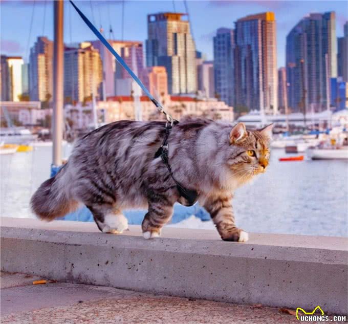 涨知识，猫中情种西伯利亚森林猫