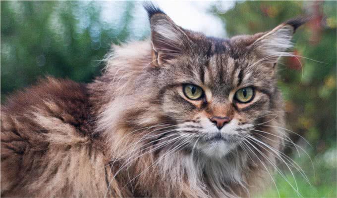 涨知识，猫中情种西伯利亚森林猫