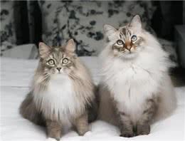 涨知识，猫中情种西伯利亚森林猫